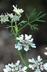 Coriandrum sativum - Koriander